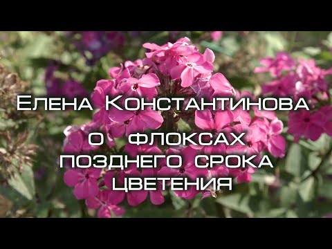 Видео: Поздние сорта флоксов