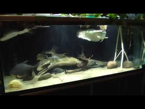 Видео: Мой аквариум 1000 литров. (31.12.2019)