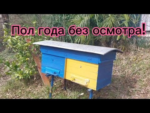 Видео: Улей пол года без осмотра!