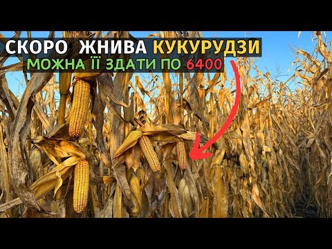 Видео: Ціна на кукурудзу летить вгору! Скоро будемо збирати врожай. Огляд кукурудзи від Маїс Дніпро.