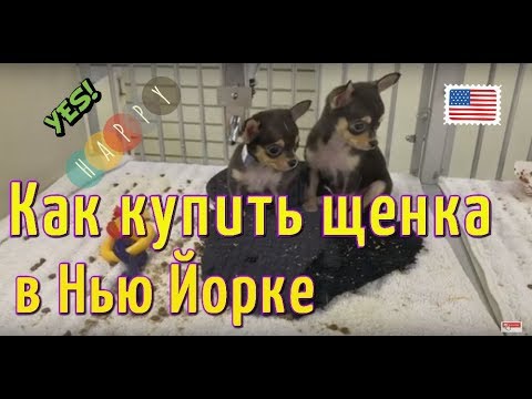 Видео: Где купить собаку в Нью Йорке? Pet store in New York City