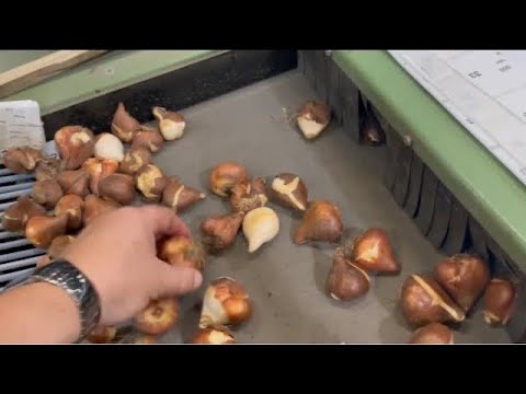 Видео: Луковицы тюльпанов: обзор производства в Нидерландах, ч. 2. Оборудование определения больных луковиц