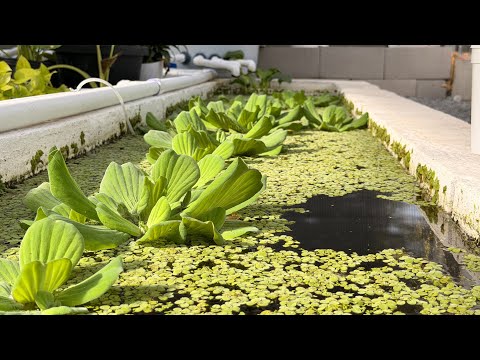 Видео: Это ОЧЕНЬ инвазивное растение — ЛУЧШЕЕ водное растение