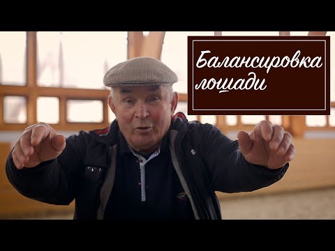 Видео: Балансировка лошади. Как выезжать молодую лошадь? Самые хорошие породы лошадей для выездки.