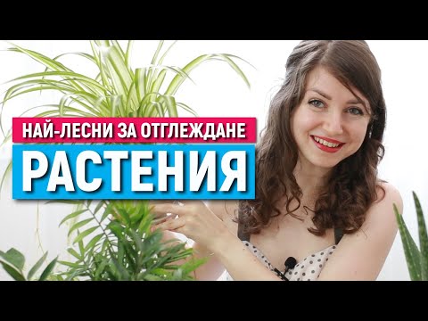 Видео: 10 ЛЕСНИ ЗА ОТГЛЕЖДАНЕ СТАЙНИ РАСТЕНИЯ | Грижа за начинаещи | НАЙ-НЕПРЕТЕНЦИОЗНИТЕ РАСТЕНИЯ ЗА ДОМА