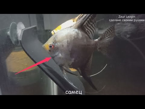 Видео: Нерест скалярий в общем аквариуме