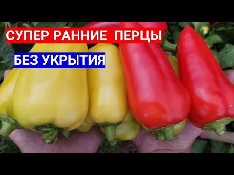 Видео: ПОСЕЙТЕ ЭТИ СЕМЕНА  ПЕРЦА РАННЕГО НА РАССАДУ - 100% УДАЧНЫЕ