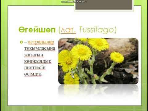 Видео: "Көп тараған ауруларға қолданылатын өсімдіктер" Жасыл дәріхана үйірмесі 6 сынып