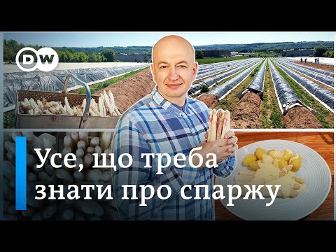 Видео: Спаржа по-німецьки: як вирощують, готують, їдять "овоч королів". "Відкривай Німеччину"| DW Ukrainian