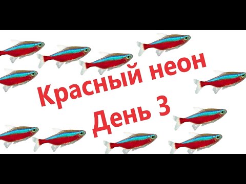 Видео: Красный неон. 3 День. Отметали 6 пар. Параметры воды