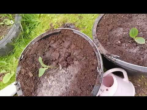 Видео: необыкновенный способ  выращиванье кабачков   выращиванье кабачков  кабачки  без  хлопот