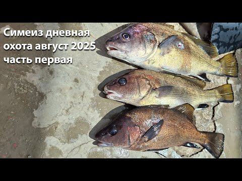 Видео: Дневная подводная охота Симеиз август 2025 год часть первая. Omer air one