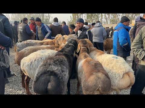 Видео: 11 ноября 2025 г АНДИЖОН ШАХРИХОН ЧУЖА КУЙ БОЗОРИ НАРХЛАРИ ANDIJON SHAXRIHON CHÒJA QÒY BOZORI NARXI