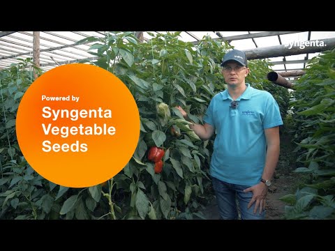 Видео: Технология выращивания перцев Сингента. Екла F1, Люмос F1, Ангус F1