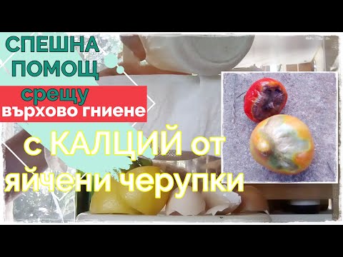 Видео: Срещу върхово гниене - водоразтворим калций за доматите бързо и ефективно с яйчени черупки.