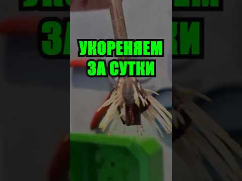 Видео: Забудьте о долгом ожидании! Укореняем черенки за 24 часа — народный рецепт с 100% результатом