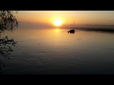 Видео: Трудовая рыбалка на Волге. п. Вышка.12 жилка.