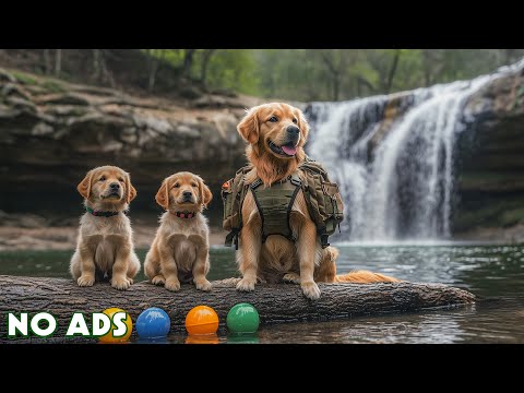 Видео: ТВ для собак - Музыка для снятия тревоги разлуки🐕‍🦺Успокаивающая музыка для собак [БЕЗ РЕКЛАМЫ]