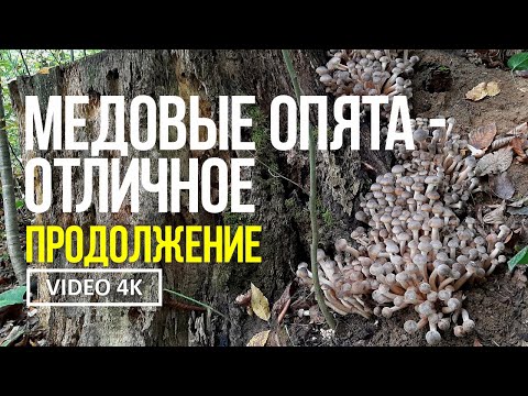 Видео: МЕДОВЫЕ ОПЯТА - ОТЛИЧНОЕ ПРОДОЛЖЕНИЕ !  24 октября 2024 года Сбор медового опёнка  Armillaria mellea