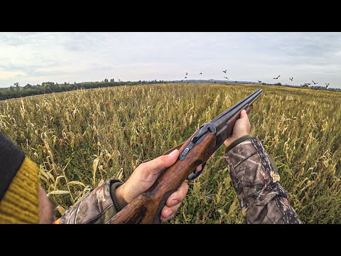 Видео: ПЕРВАЯ ОХОТА 2022 и ЕЁ ПЕРВАЯ ОХОТА В ЖИЗНИ. Ходовая охота с Русским спаниелем.