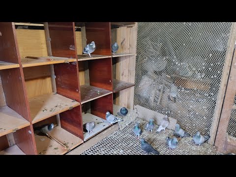 Видео: ПОЧТОВЫЕ ГОЛУБИ, РЕМОНТ  ГОЛУБЯТНИ.