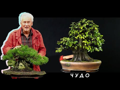 Видео: МЕЖДУНАРОДНАЯ БОНСАЙ АКАДЕМИЯ с Уолтером Полом 2013 - Часть 3 / "MRCL"