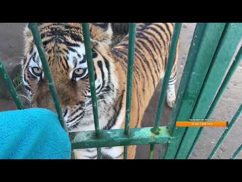 Видео: Здравствуйте!)