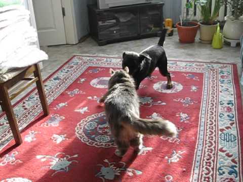 Видео: Кот и ягд-терьер.Jagdterrier&Cat.