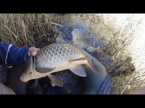 Видео: КАРП ЖИВЁТ В КАМЫШЕ! I  Тика Премьера в деле  Удочка Tica Premiere 5,8m
