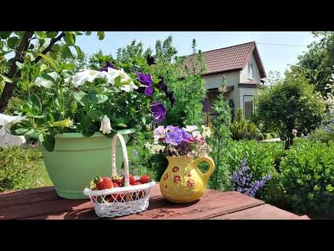 Видео: Как создать Малоуходный Опрятный Сад с Нуля. Взгляд Непрофессионала #garden #сад