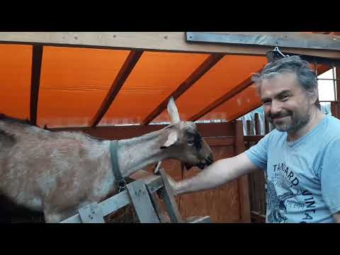 Видео: Приехали...Нас не было всего неделю!!! Kaliningrad-Novosibirsk