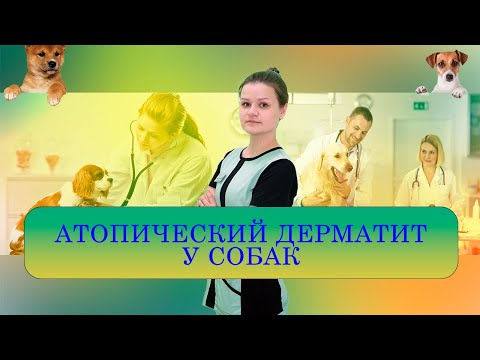 Видео: Атопический дерматит у собак