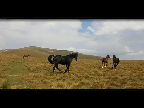 Видео: Кавказ Гимн Лезгин