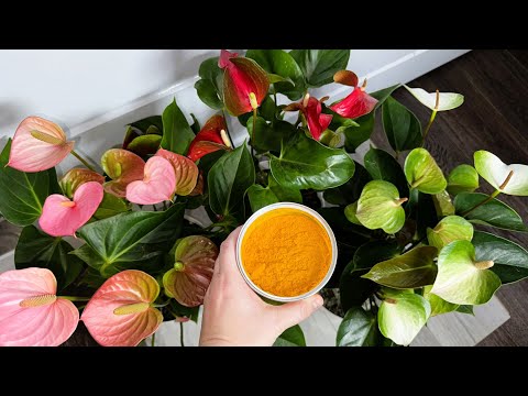 Видео: СРОЧНО в ФЕВРАЛЕ СДЕЛАЙ так с АНТУРИУМОМ и даже чахлый цветок вмиг зацветет