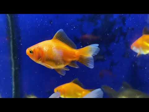 Видео: Обменял корм на рыбок 