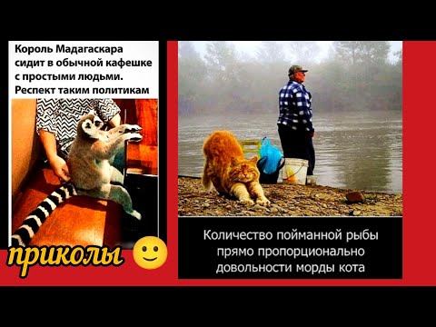 Видео: У кота радость — это хвост на теплой батарее, приколы и смешные картинки 