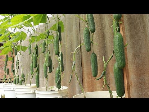 Видео: Постоянно дает плоды. Без полива. Советы по выращиванию огурцов в ограниченном пространстве.
