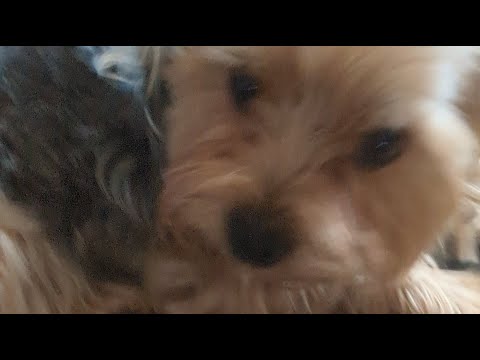 Видео: Учусь стричь собаку Йорк Мася