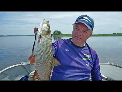 Видео: Всё о ловле жереха (первая часть).