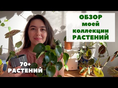 Видео: Полный ОБЗОР моей КОЛЛЕКЦИИ КОМНАТНЫХ РАСТЕНИЙ август 2022 / 70+ растений