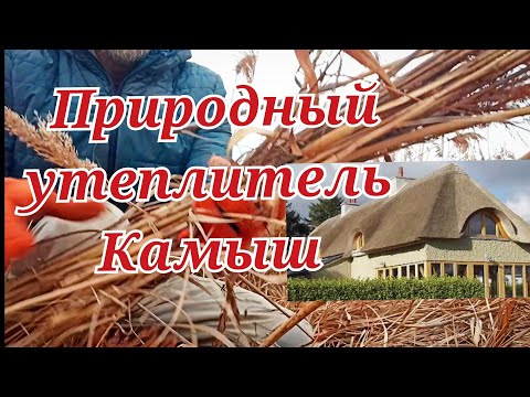 Видео: Стройматериалы под Ногами? Заготовка Тростника вручную. Утеплитель для Дома - ДА́Р-О́М!)