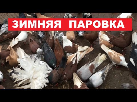 Видео: Особенности зимней паровки голубей.