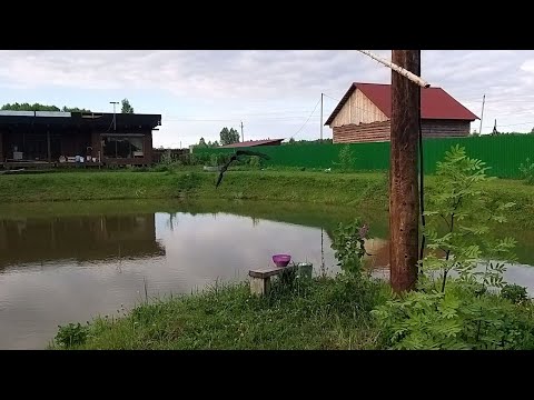 Видео: Форель и головастики. Кто кого?