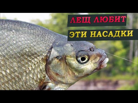 Видео: НАСАДКИ НА КРУПНОГО ЛЕЩА!!!топ насадок и НАЖИВОК на леща