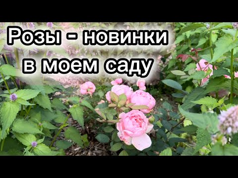 Видео: Новые и редкие розы моего сада: Buttercup, Emanuel, Mauritia, Brother Cadfael, и другие…