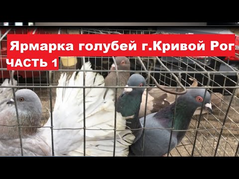 Видео: Ярмарка голубей, домашних и декоративных птиц г. Кривой Рог 25.11.2023. Часть 1