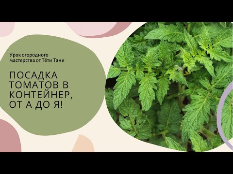 Видео: 478.  Я ругаюсь.