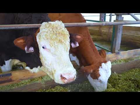 Видео: Уй булоолук чакан ферма. Чуй обл. Кыргызстан. Племенное хозяйство КХ "Бермет" - ТМ "Акмаанай". 