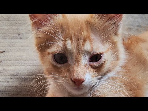 Видео: Релаксуємо з котиками