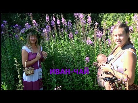 Видео: Лучший рецепт приготовления иван-чая